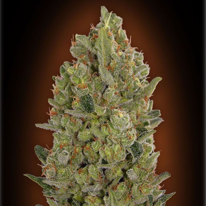 Dope Breeders - 00 Seeds 00 Cheese aka 00 Hashchis Image