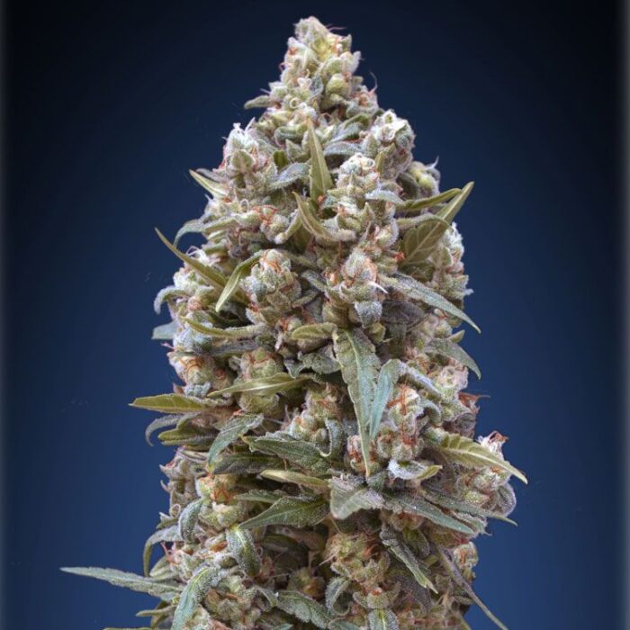 Dope Breeders - 00 Seeds 00 Kush Image