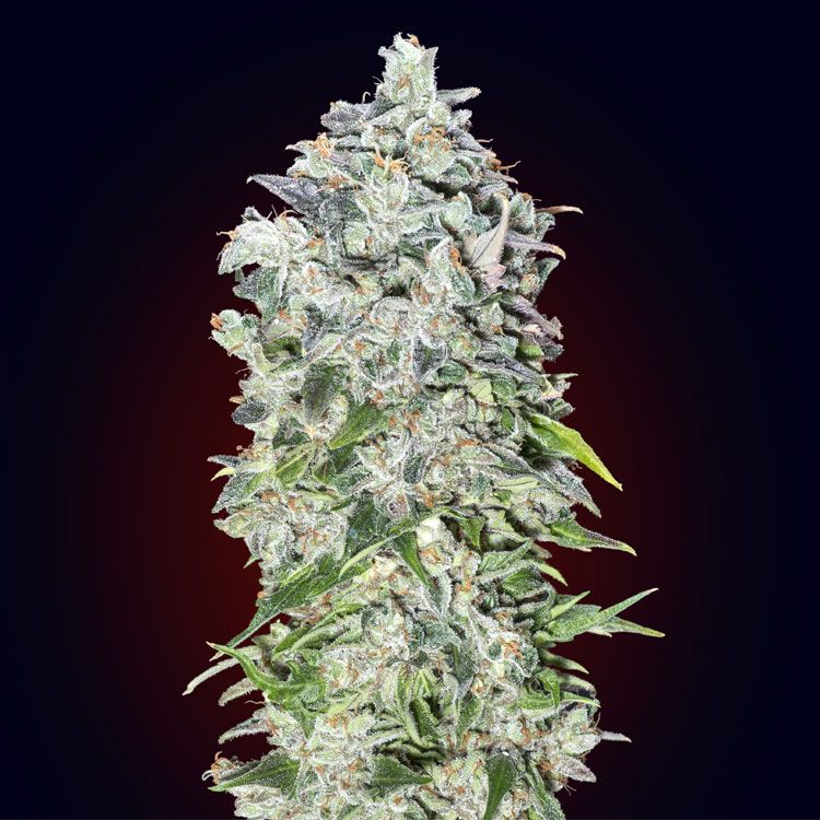 Dope Breeders - 00 Seeds Auto 00 Kush Image