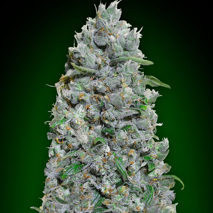 Dope Breeders - 00 Seeds Auto Afghan Mass XXL Image