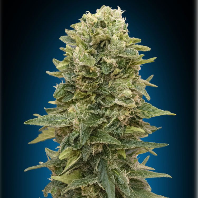 Dope Breeders - 00 Seeds Auto Afghan Mass Image