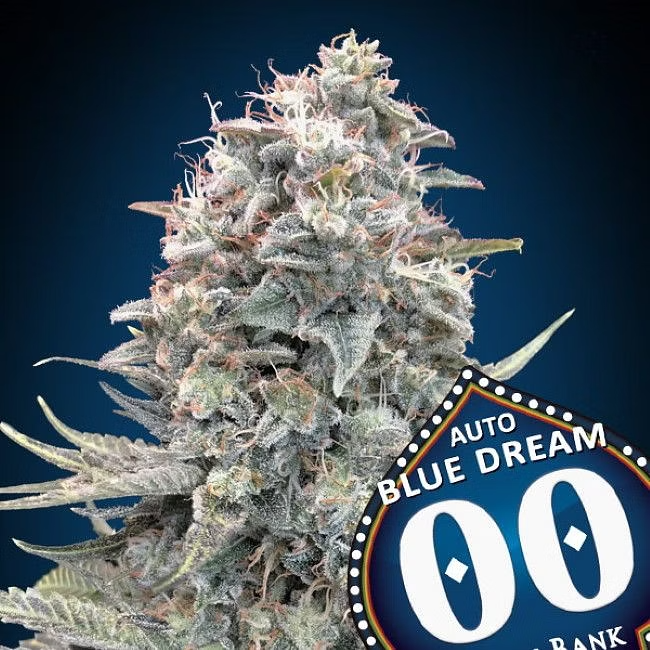 Dope Breeders - 00 Seeds Auto Blue Dream Image