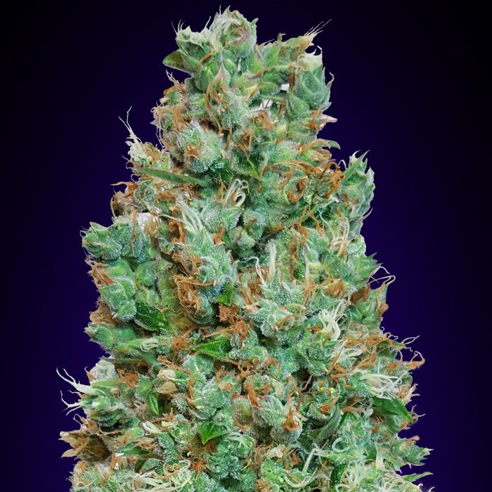 Dope Breeders - 00 Seeds Auto Blueberry Image