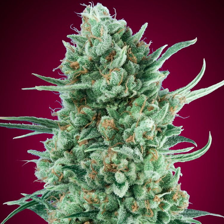 Dope Breeders - 00 Seeds Auto Bubble Gum XXL Image