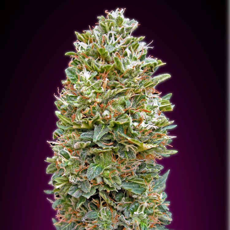 Dope Breeders - 00 Seeds Auto Bubblegum Image