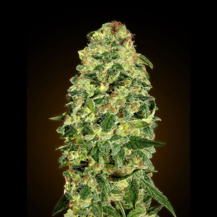 Dope Breeders - 00 Seeds Auto California Kush Image