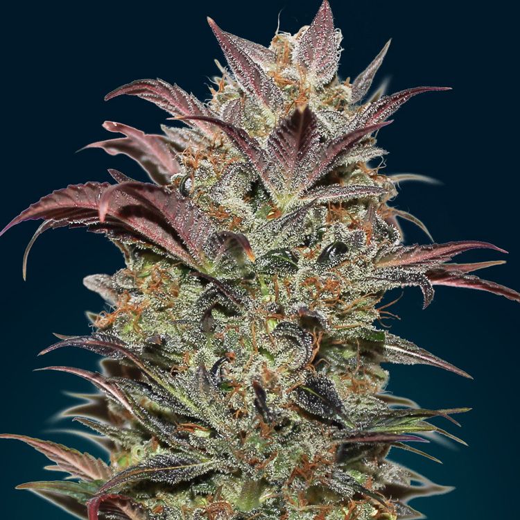 Dope Breeders - 00 Seeds Auto Chocolate Cream Image