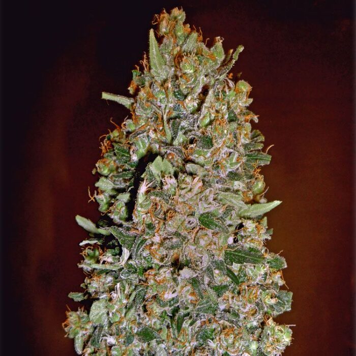 Dope Breeders - 00 Seeds Auto Chocolate Skunk Image