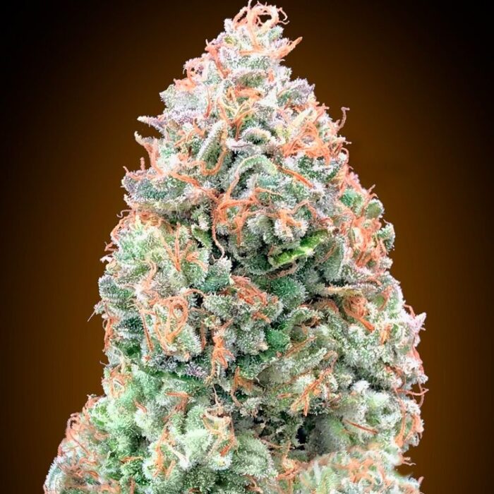 Dope Breeders - 00 Seeds Auto Chocolate Skunk XXL Image