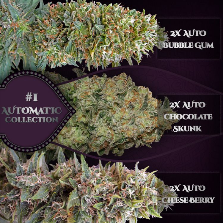 Dope Breeders - 00 Seeds Auto Collection #1 Image