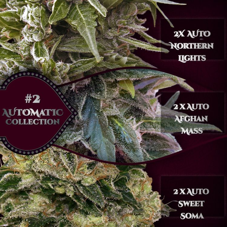 Dope Breeders - 00 Seeds Auto Collection #2 Image