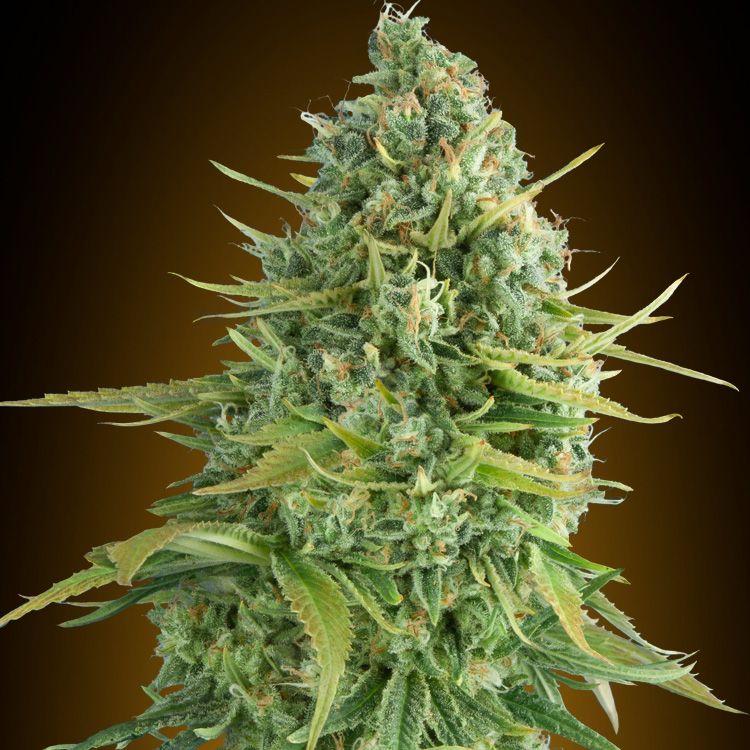 Dope Breeders - 00 Seeds Auto Do-Si-Dos Cookies Image