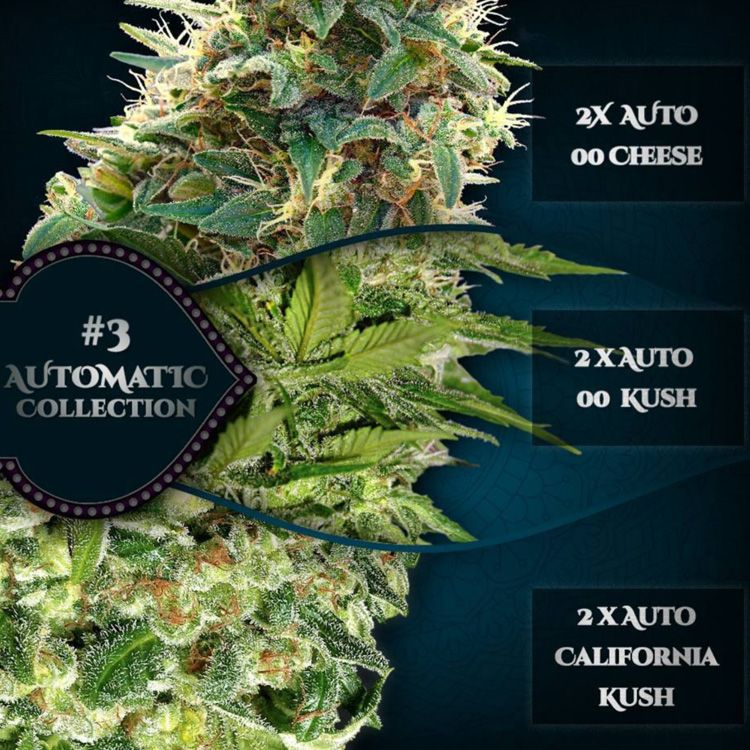 Dope Breeders - 00 Seeds Auto Fem Collection #3 Image