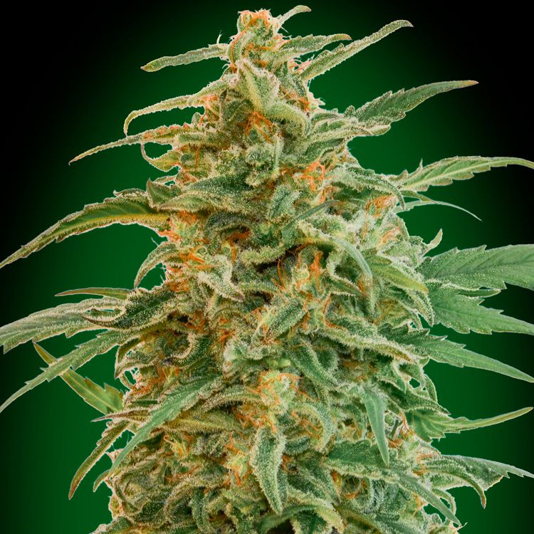 Dope Breeders - 00 Seeds Auto Gorilla Image