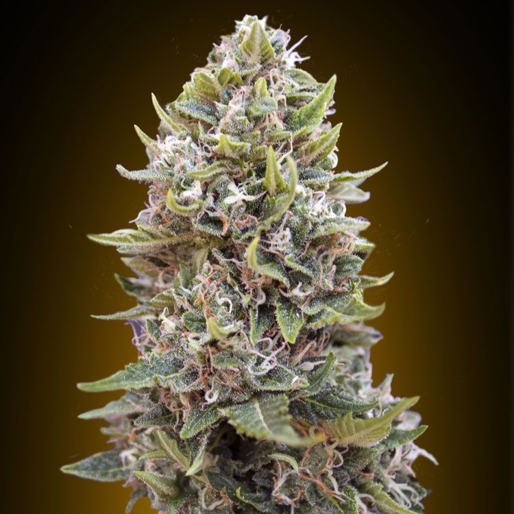 Dope Breeders - 00 Seeds Auto Hashchis Berry Image