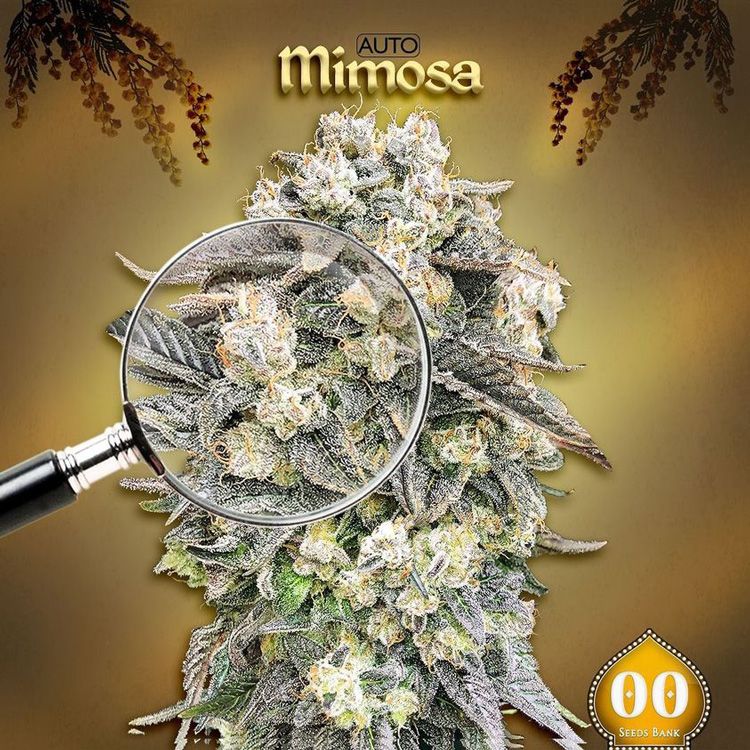 Dope Breeders - 00 Seeds Auto Mimosa Image