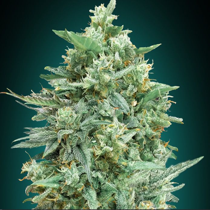 Dope Breeders - 00 Seeds Auto Northern Lights XXL Image