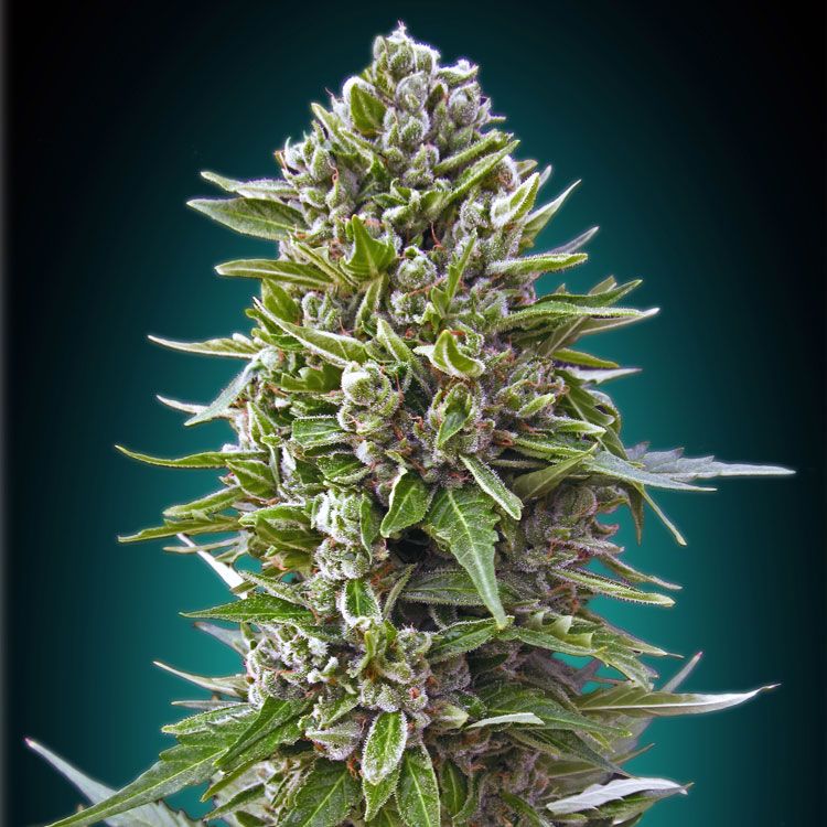 Dope Breeders - 00 Seeds Auto Northern Lights Image