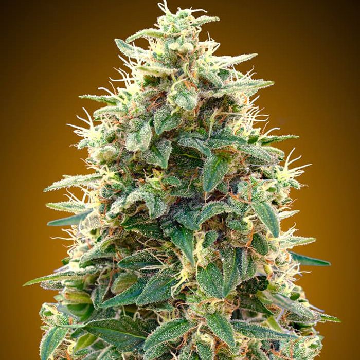 Dope Breeders - 00 Seeds Auto OO Cheese Image