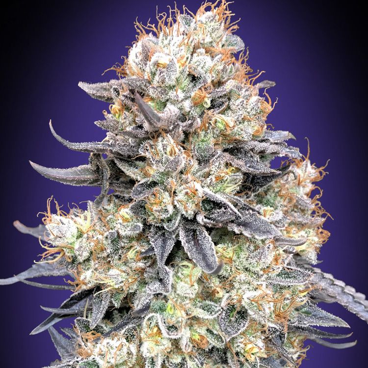 Dope Breeders - 00 Seeds Auto Purple Punch Image