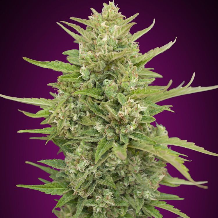 Dope Breeders - 00 Seeds Auto Super Skunk Image