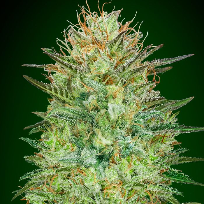 Dope Breeders - 00 Seeds Auto Sweet Critical Image