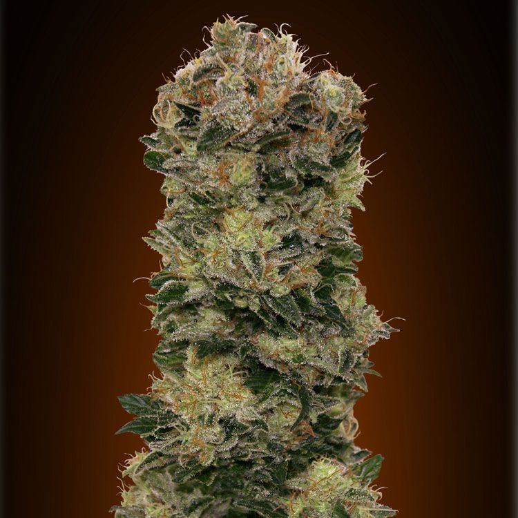 Dope Breeders - 00 Seeds Auto Sweet Soma Image