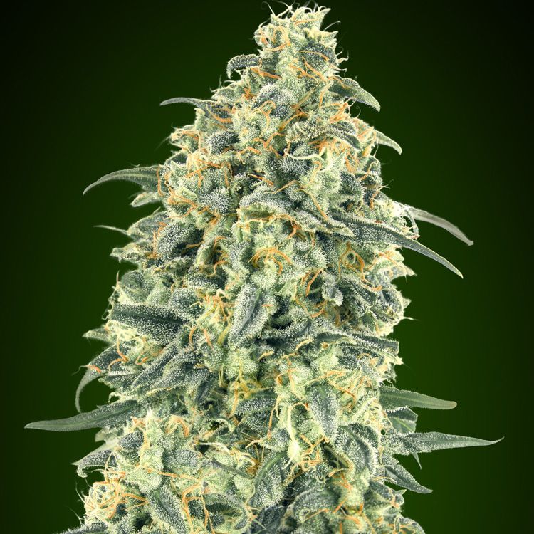 Dope Breeders - 00 Seeds Auto White Widow XXL Image