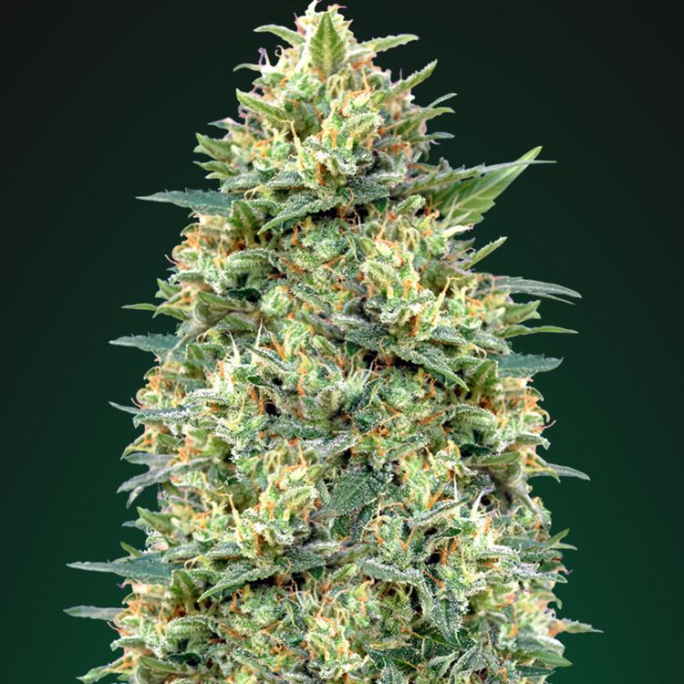 Dope Breeders - 00 Seeds Auto White Widow Image