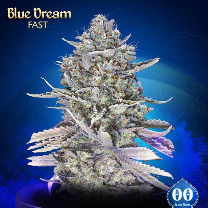 Dope Breeders - 00 Seeds Blue Dream Fast Version Image