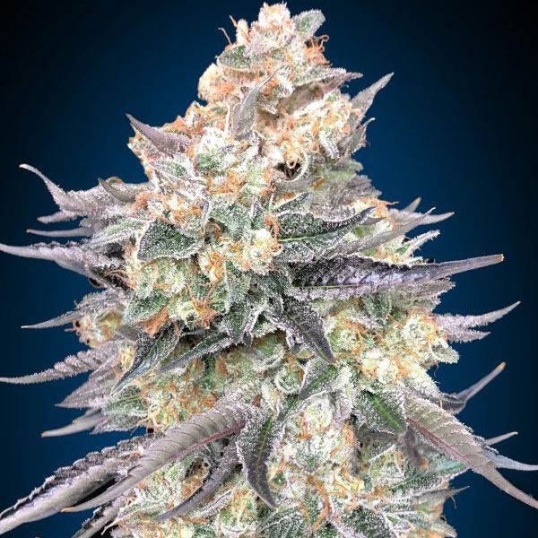 Dope Breeders - 00 Seeds Blue Dream Image