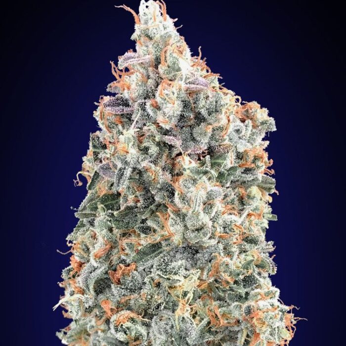 Dope Breeders - 00 Seeds Blueberry Fast Version Image