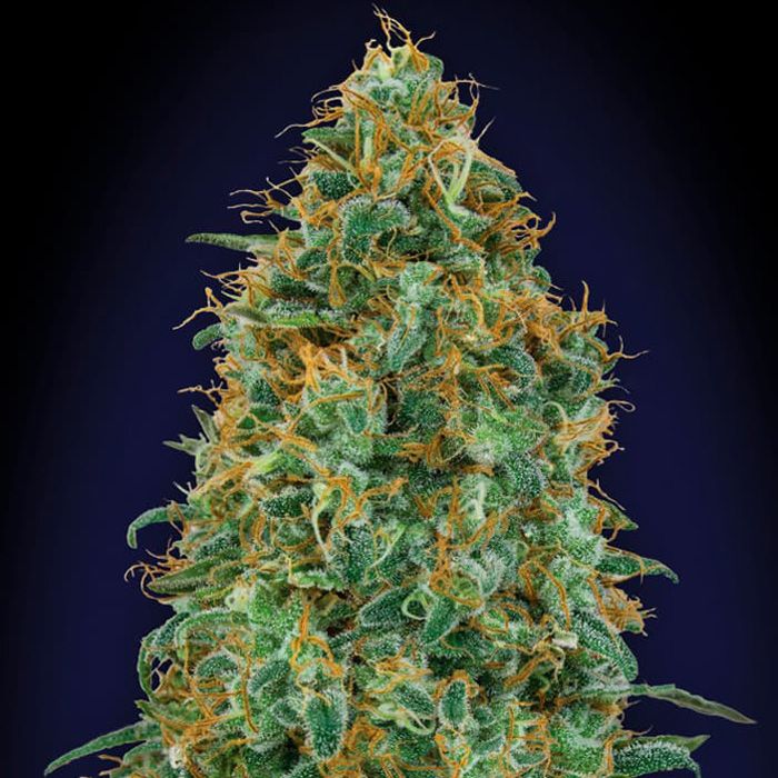 Dope Breeders - 00 Seeds Blueberry Image