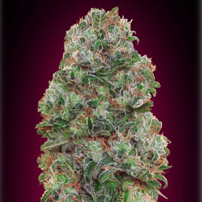 Dope Breeders - 00 Seeds Bubble Gum Image