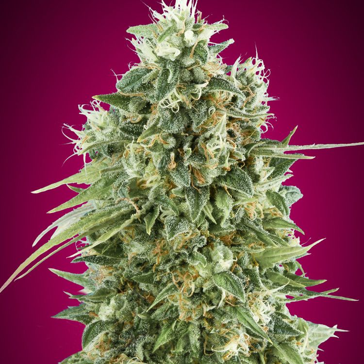 Dope Breeders - 00 Seeds Bubble Gum CBD Image