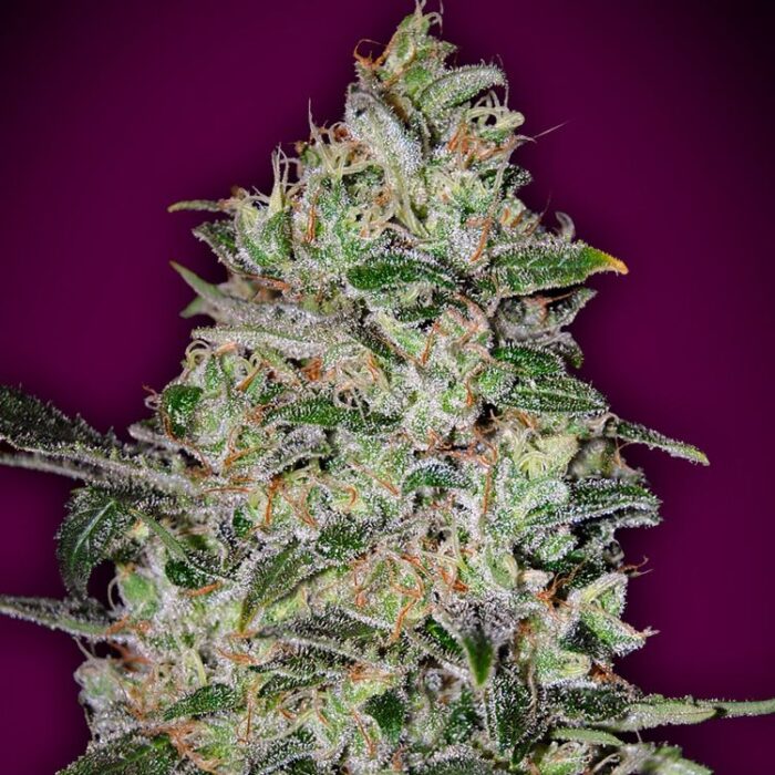 Dope Breeders - 00 Seeds Bubble Gum Fast Image