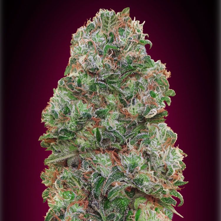 Dope Breeders - 00 Seeds Bubble Gum Image