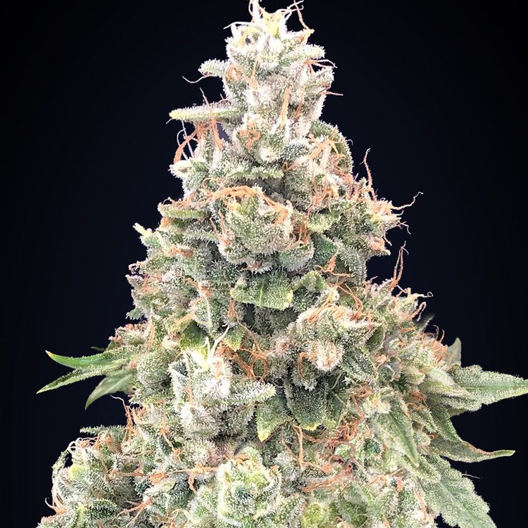 Dope Breeders - 00 Seeds California Kush Fast Version Image