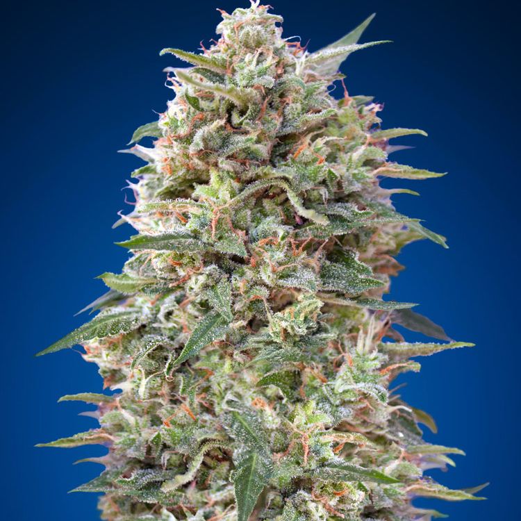 Dope Breeders - 00 Seeds California Kush Image