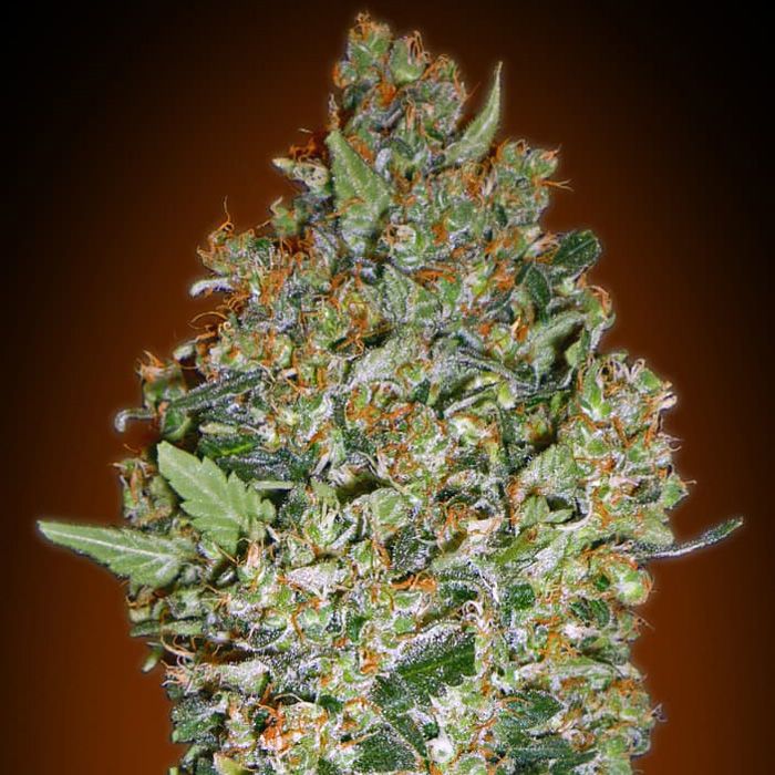 Dope Breeders - 00 Seeds Cheese Berry aka Hashchis Berry Image