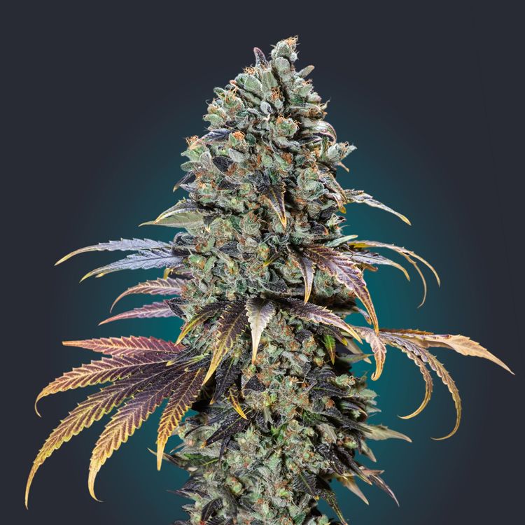 Dope Breeders - 00 Seeds Chocolate Cream Image