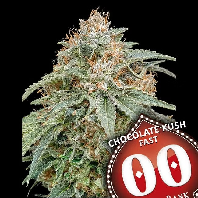 Dope Breeders - 00 Seeds Chocolate Kush Fast Version Image