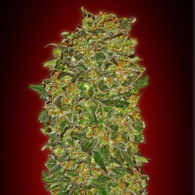 Dope Breeders - 00 Seeds Chocolate Kush Image