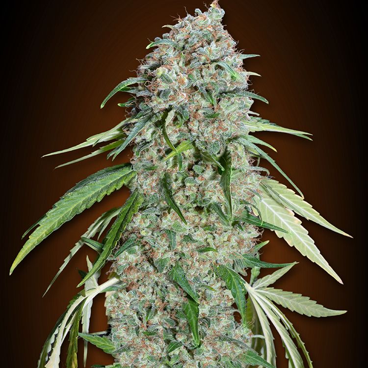 Dope Breeders - 00 Seeds Chocolate Skunk CBD Image