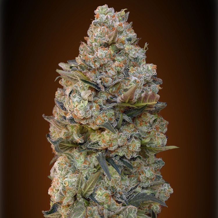 Dope Breeders - 00 Seeds Chocolate Skunk Image