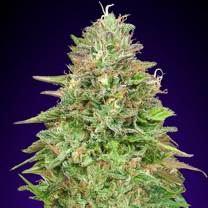 Dope Breeders - 00 Seeds Critical Poison Fast Version Image