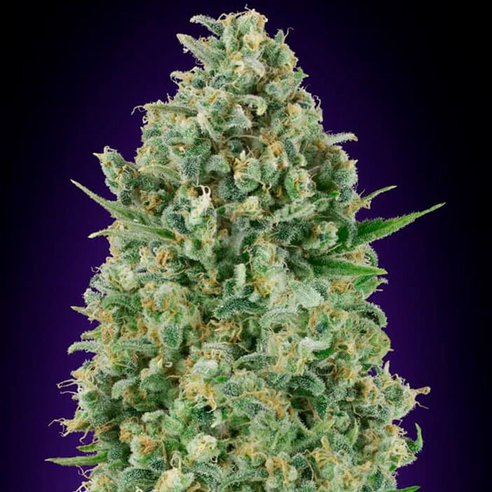 Dope Breeders - 00 Seeds Critical Poison Image