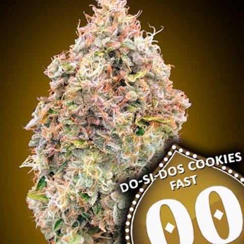 Dope Breeders - 00 Seeds Do-Si-Dos Cookies Fast Version Image