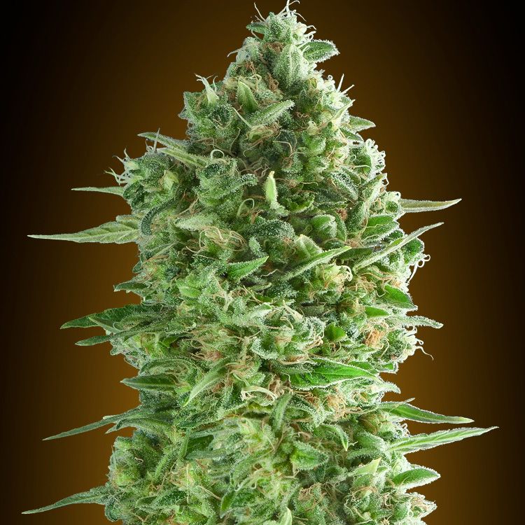 Dope Breeders - 00 Seeds Do-Si-Dos Cookies Image