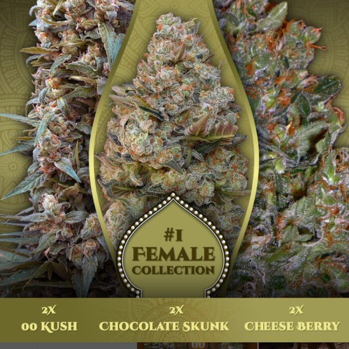 Dope Breeders - 00 Seeds Female Collection #1 Image